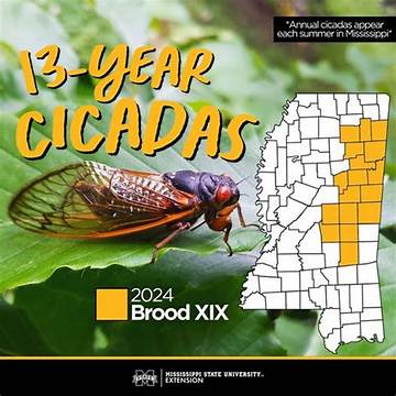 2024 Vermont Cicadas: Everything You Need to Know