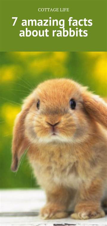 Amazing Facts About Domestic Rabbits