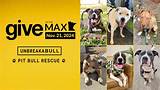 Connecticut's Trusted Pit Bull Rescue: Giving Hope to Loving Canines