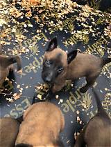 Discover Exceptional Belgian Malinois Pups for Your Home in Oregon