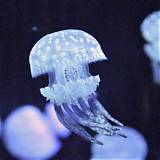 Discover the Enigmatic Spotted Lagoon Jellyfish: Unveiling Its Secrets