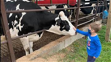 Discover the Secrets of Mannings Dairy Farm: Unlocking Sustainable Success