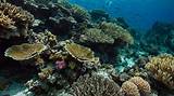 Dive into the Wonders of Coral Reefs: an Educational Word Search Extravaganza