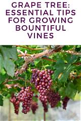 Essential Guide to Vines Beatrice: History, Present, and Future