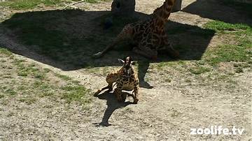 Magnificent Zoos Near You: Explore Savannah's Animal Wonders
