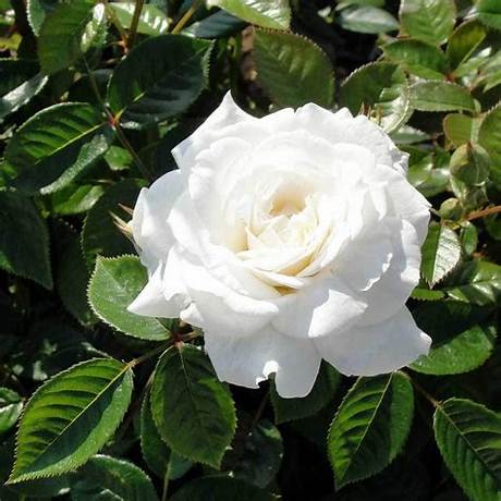 Marvelous Diamond Anniversary Rose Bush: a Symbol of Unwavering Love