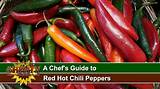 The Definitive Guide to Red Hot Chili Pepper Helena: Origins, Analysis, and Impact