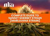 The Ultimate Guide to Malibu Sunset Strain: Effects, Benefits, and More