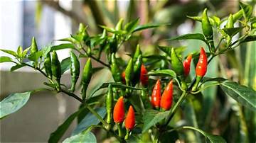 The Ultimate Guide to Thai Pepper Cuisine: Master the Art of Spice