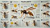 The Ultimate Guide to Yellow Jackets: Controlling and Preventing Nuisances