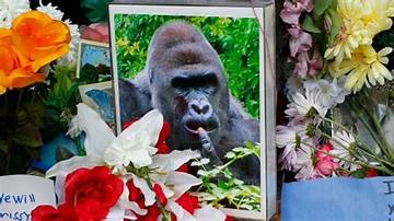 When Did Harambe Die: a Tragic Loss