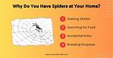 Why Are Spiders Drawn to You?