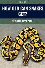 Yes, Snakes Can Get Inside Your Car: What You Need to Watch For