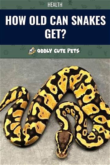 Yes, Snakes Can Get Inside Your Car: What You Need to Watch For